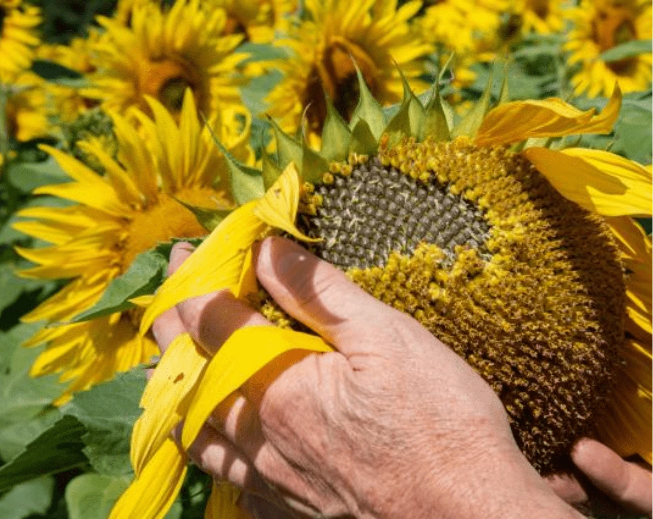 Sunflower Image