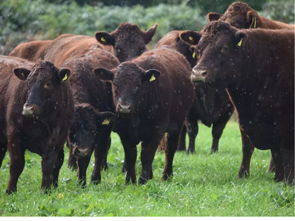 Field Of Cows Looking At The Camera Image
