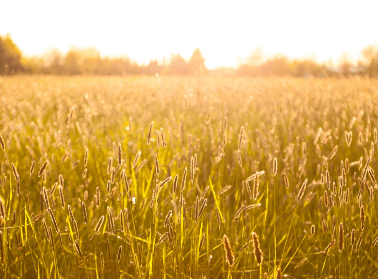 Make Smarter Decisions on Your Farm with Geofolia 