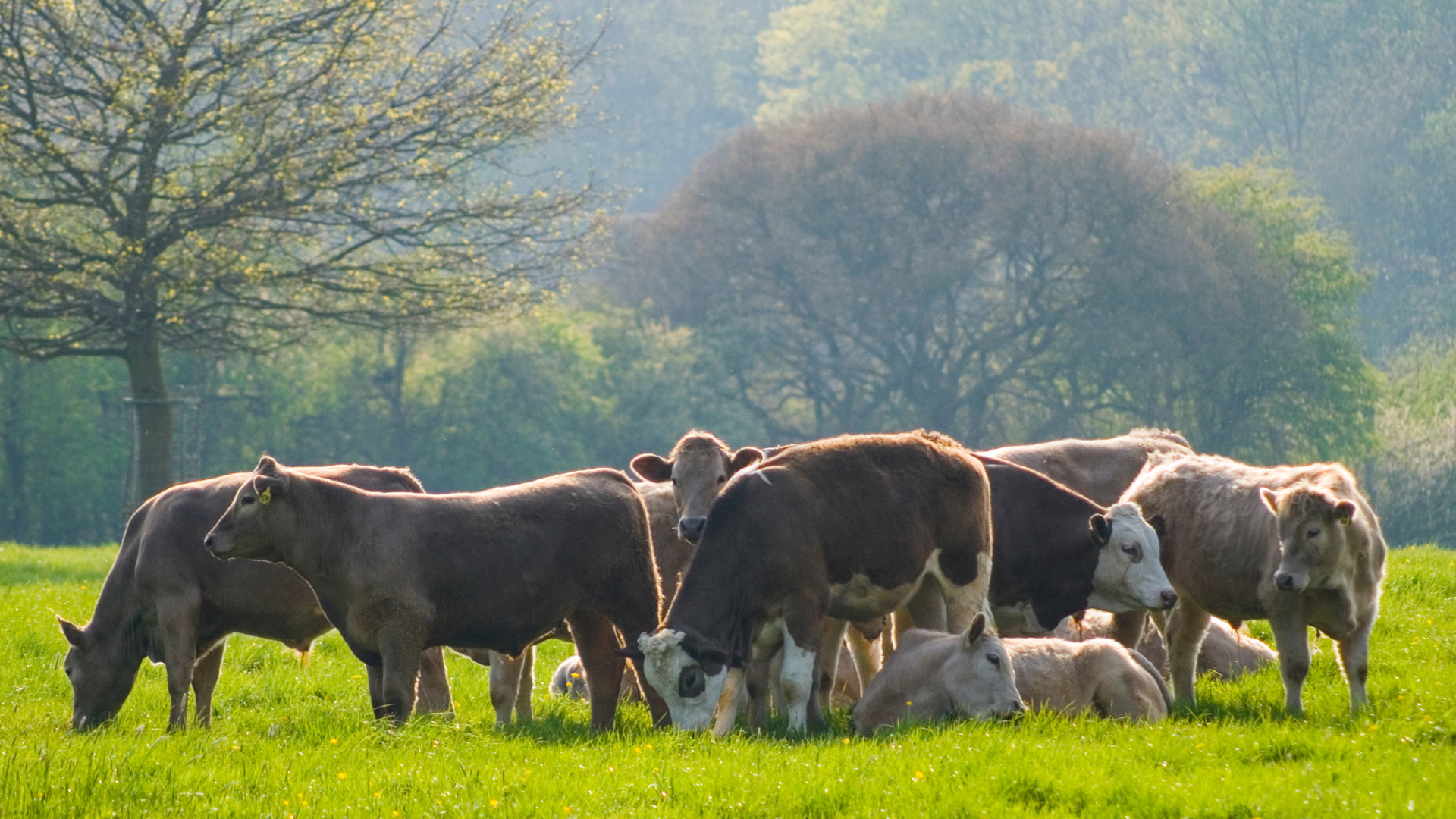Animal Health Checks and Performance Reviews: How to Boost Herd Efficiency with Accurate Data 