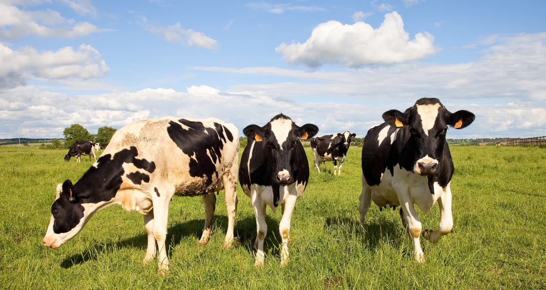 The Dairy Show - Landmark